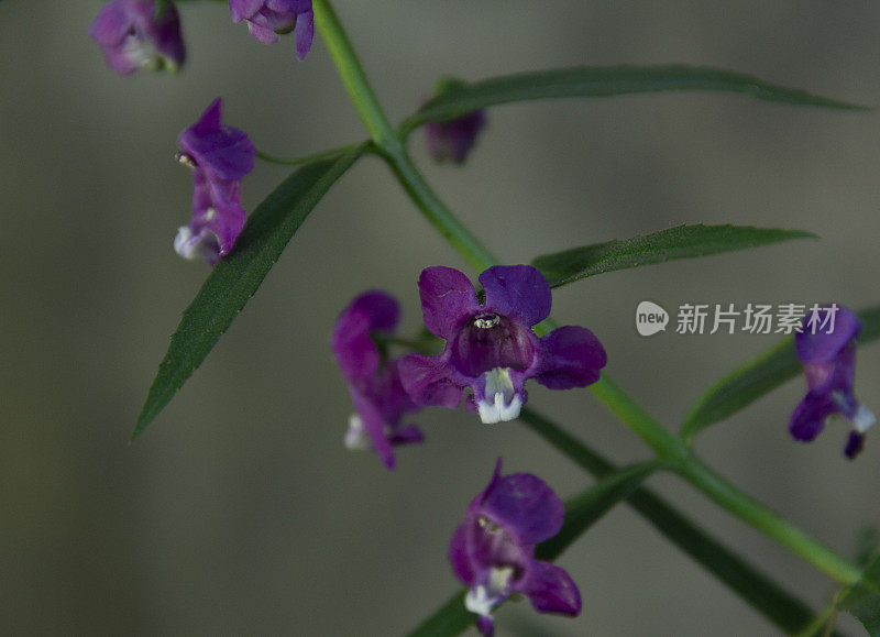 开花的白芷(angelonia angustifolia)